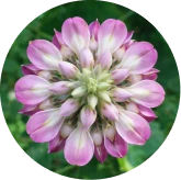 Kudzu flower extract source: kudzu blossom