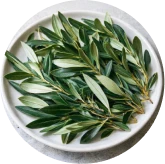 Oleuropein source: olive leaves on a plate
